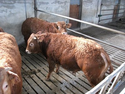 limousin 003.jpg (155.05 KiB) Osservato 6707 volte limousin 003.jpg