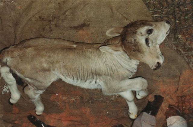 vitellino1.JPG vitellino1.JPG