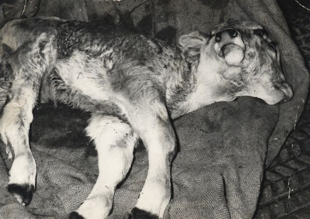 vitellino2.JPG vitellino2.JPG