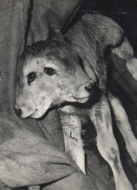 vitellino3.JPG vitellino3.JPG