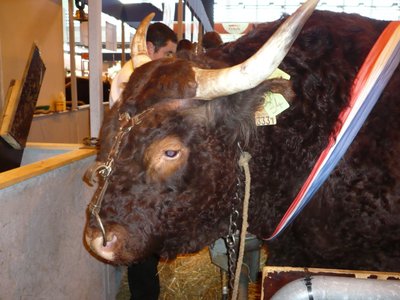 Taureau-salers.jpg (253.18 KiB) Osservato 1082 volte Taureau-salers.jpg