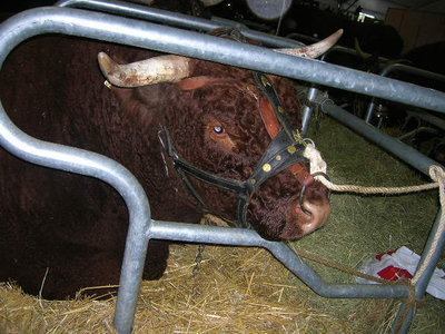 Immagine 1825.jpg (95.48 KiB) Osservato 1044 volte Immagine 1825.jpg