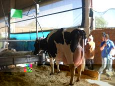 Holstein 4.jpg