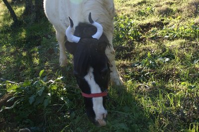 A.jpg (283.17 KiB) Osservato 1106 volte A.jpg