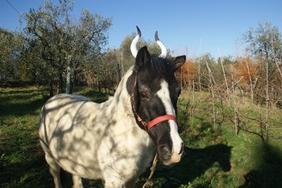 B.jpg (236.99 KiB) Osservato 1105 volte B.jpg