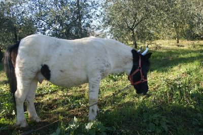 C.jpg (304.38 KiB) Osservato 1103 volte C.jpg