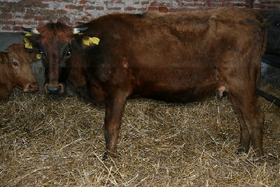 Pontremolese.jpg (158.59 KiB) Osservato 2411 volte Pontremolese.jpg