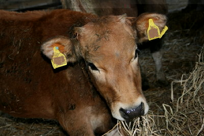 vit2.jpg (118.44 KiB) Osservato 2406 volte vit2.jpg