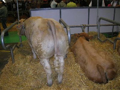 DSCN1452.JPG (88.52 KiB) Osservato 965 volte DSCN1452.JPG