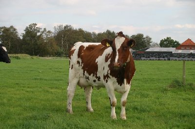 ecco anche una red holstein "da pascolo" ;) / Image00003.jpg Image00003.jpg