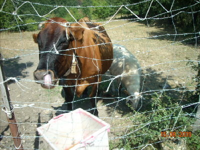 bov area zeri.JPG (153.98 KiB) Osservato 1044 volte bov area zeri.JPG