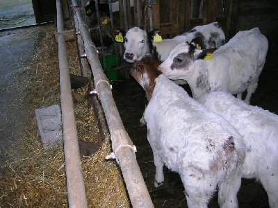 DSCN1660.JPG (56.93 KiB) Osservato 1130 volte DSCN1660.JPG