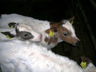 DSCN1654.JPG (42.3 KiB) Osservato 1124 volte DSCN1654.JPG