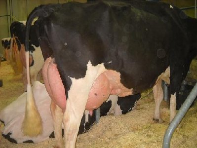 Holstein 3 Verona.jpg