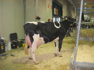 Holstein Verona.jpg