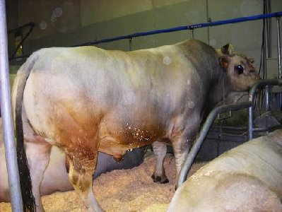 Marchigiana 2 Vr.jpg (157.47 KiB) Osservato 903 volte Marchigiana 2 Vr.jpg