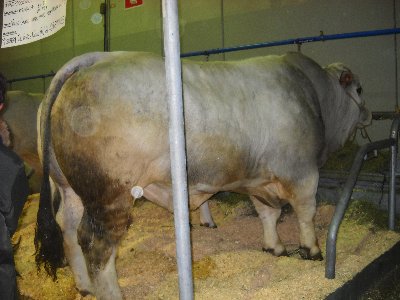 Romagnola.JPG (1.34 MiB) Osservato 905 volte Romagnola.JPG