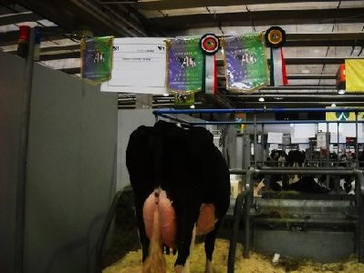 Holstein Campione a Verona.jpg