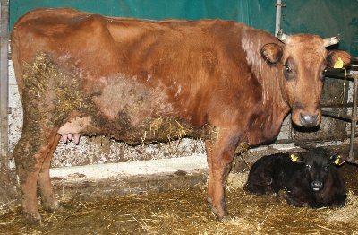 pontry.JPG (392.33 KiB) Osservato 943 volte pontry.JPG