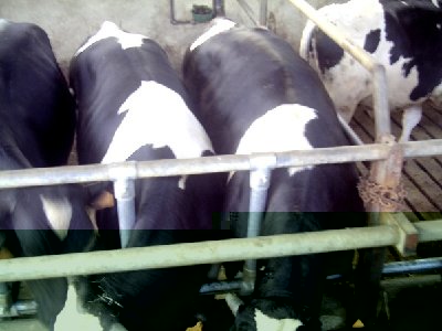 stalla 001.jpg (78.56 KiB) Osservato 8676 volte stalla 001.jpg