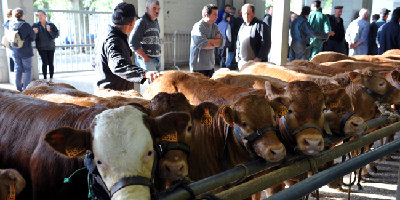 veaux2.jpg (258.5 KiB) Osservato 1378 volte veaux2.jpg