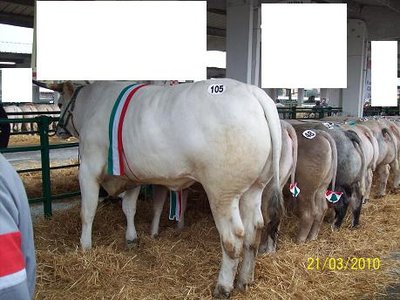 Rovato 2.jpg (94.29 KiB) Osservato 1118 volte Rovato 2.jpg