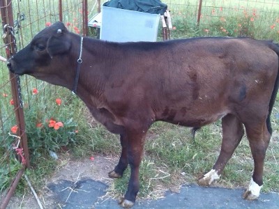 1.jpg (204.83 KiB) Osservato 2547 volte 1.jpg