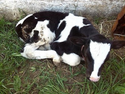 ghhh.jpg (289.83 KiB) Osservato 2497 volte ghhh.jpg