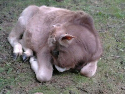 IMG_5215676580163.jpeg (73.44 KiB) Osservato 1994 volte IMG_5215676580163.jpeg