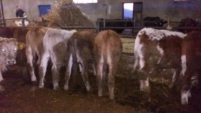 20141103_172147.jpg (2.16 MiB) Osservato 1303 volte 20141103_172147.jpg