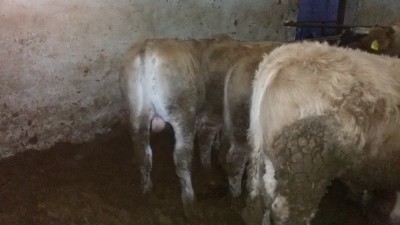 20141103_172309.jpg (1.62 MiB) Osservato 1303 volte 20141103_172309.jpg