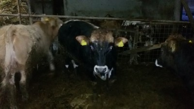 20141103_172321.jpg (1.53 MiB) Osservato 1299 volte 20141103_172321.jpg