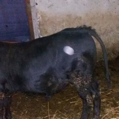 20141103_172346-1.jpg (2.14 MiB) Osservato 1298 volte 20141103_172346-1.jpg