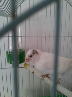 can.jpeg (58.03 KiB) Osservato 2418 volte can.jpeg