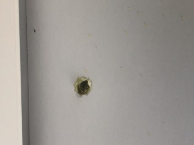 feci canarina con i pulli / feci arricciata .jpg feci arricciata .jpg