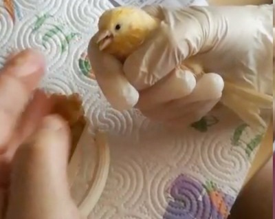 20200531_140130.jpg (57.08 KiB) Osservato 2225 volte 20200531_140130.jpg