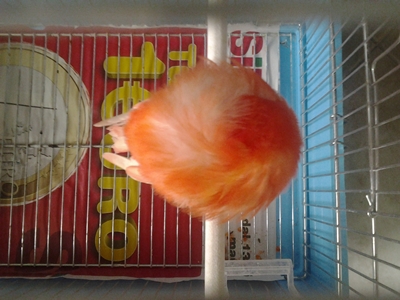 Pigolo 2.jpg Pigolo 2.jpg