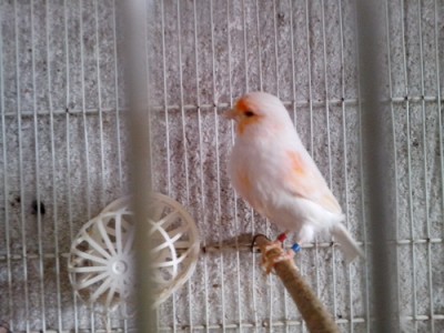 IMG_20150201_130304 - Copia.jpg (100.15 KiB) Osservato 2770 volte IMG_20150201_130304 - Copia.jpg