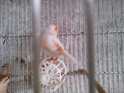 IMG_20150201_130315.jpg (118.23 KiB) Osservato 2770 volte IMG_20150201_130315.jpg