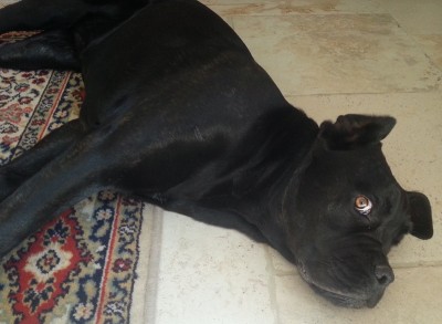 20150403_125137.jpg (148.08 KiB) Osservato 926 volte 20150403_125137.jpg