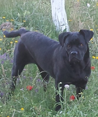 20150525_191747.jpg (186.48 KiB) Osservato 926 volte 20150525_191747.jpg