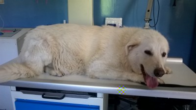 WP_20150528_10_26_33_Pro_800x449.JPG (78.15 KiB) Osservato 2546 volte WP_20150528_10_26_33_Pro_800x449.JPG