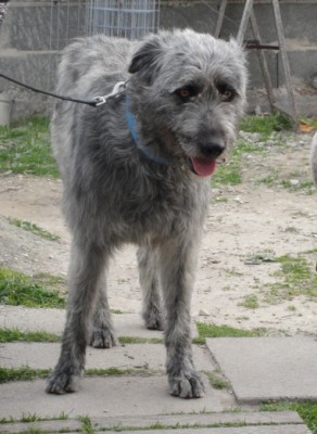 DSC03701.jpg (127.79 KiB) Osservato 2866 volte DSC03701.jpg