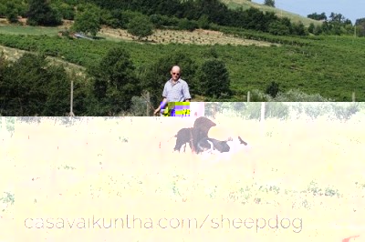 io e la mia bordercollie in allenamento / sheepdog.jpg sheepdog.jpg