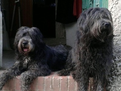 piccole (e fangose) vedette umbre.jpg (84.95 KiB) Osservato 1560 volte piccole (e fangose) vedette umbre.jpg