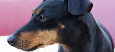 Anchor_the_Manchester_Terrier0.jpg (55.01 KiB) Osservato 4635 volte Anchor_the_Manchester_Terrier0.jpg