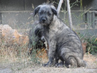Cucciolo di Cane Fonnese / DSC03918.jpg DSC03918.jpg