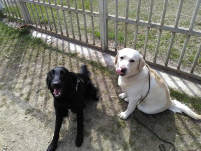 Carlotta & Casper.jpg (164.58 KiB) Osservato 1743 volte Carlotta & Casper.jpg