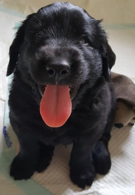 flat coated 1.jpg (61.38 KiB) Osservato 1743 volte flat coated 1.jpg