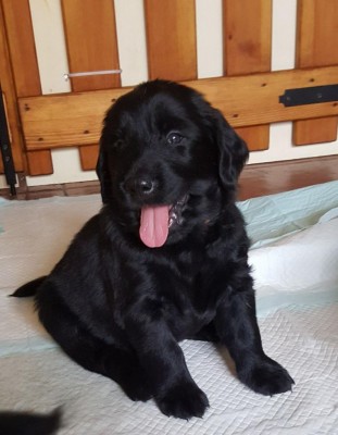 flat coated2.jpg (77.86 KiB) Osservato 1743 volte flat coated2.jpg